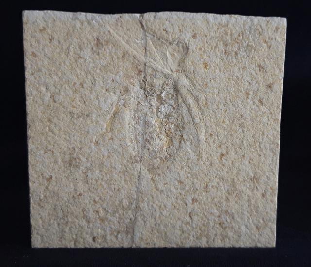 Scarabaeides deperditus GERMAR 1839 - Bild &copy; FossNet FossilienStore